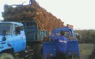 优质枣树苗供应，价格优惠，联系电话15832707832